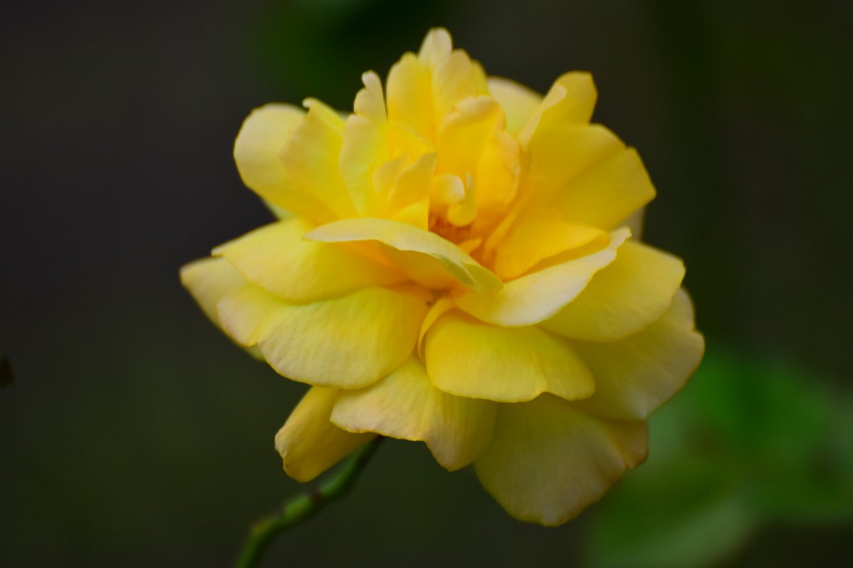 Flickjax's tweet photo. Good morning all, have a beautiful new week https://t.co/EPW9mYOiHt