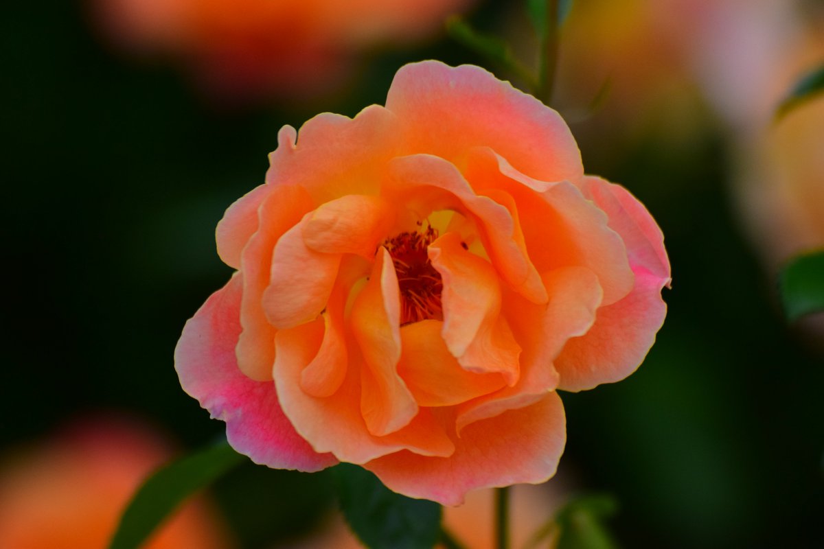 Flickjax's tweet photo. Good morning all, have a beautiful new week https://t.co/EPW9mYOiHt