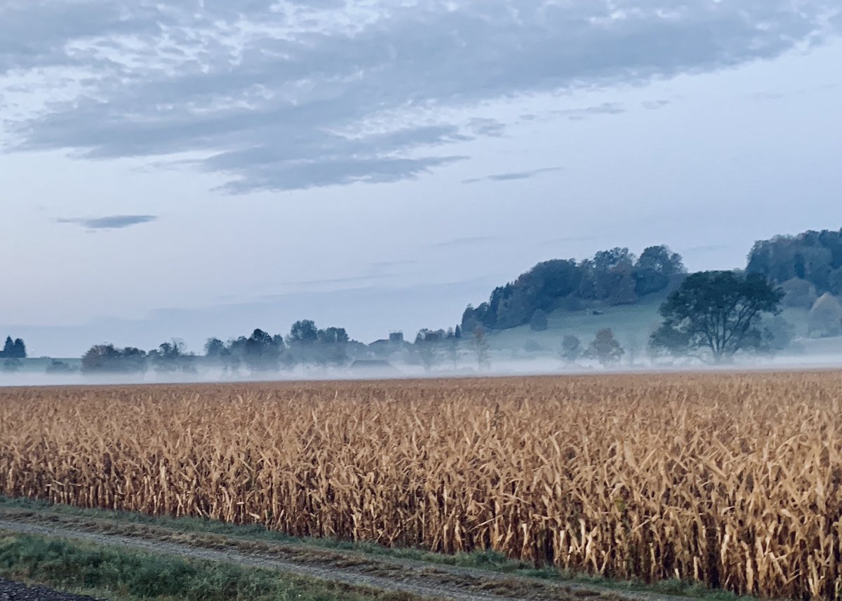 wettswil's tweet photo. Guten Morgen. #Herbst #Nebel https://t.co/ckGdwi0uj2
