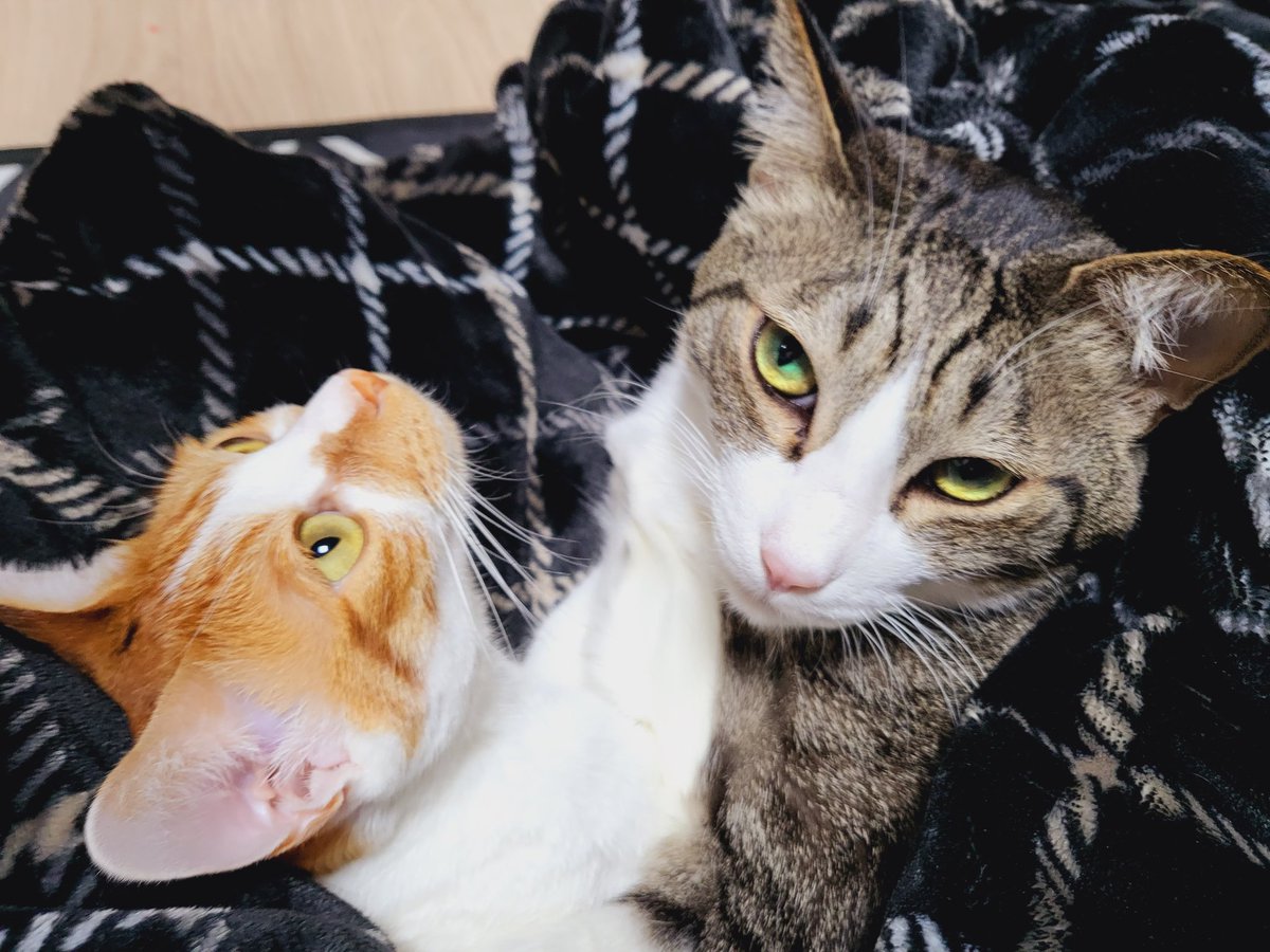 죤닮은꼴님(친모아강화주간) tweet media