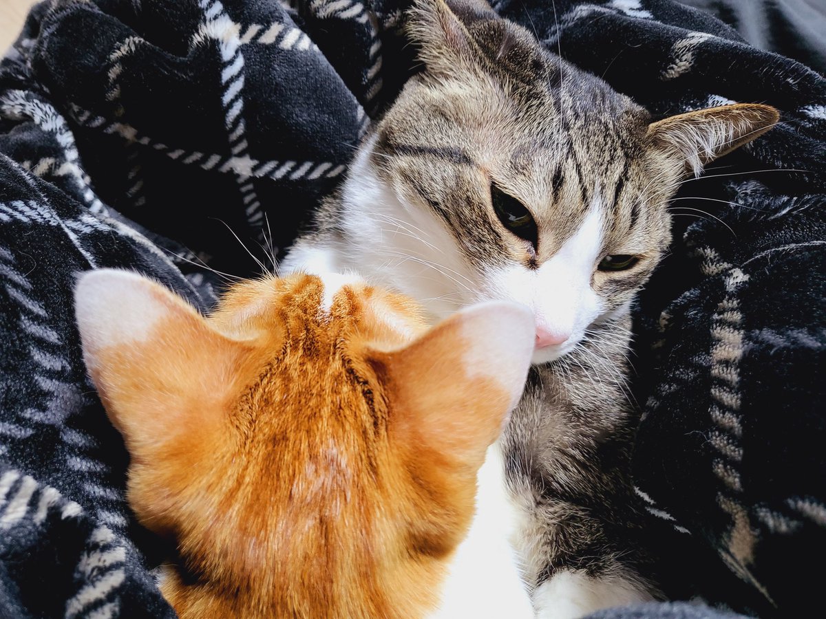 죤닮은꼴님(친모아강화주간) tweet media