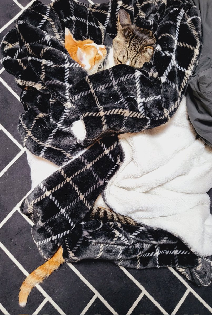 죤닮은꼴님(친모아강화주간) tweet media