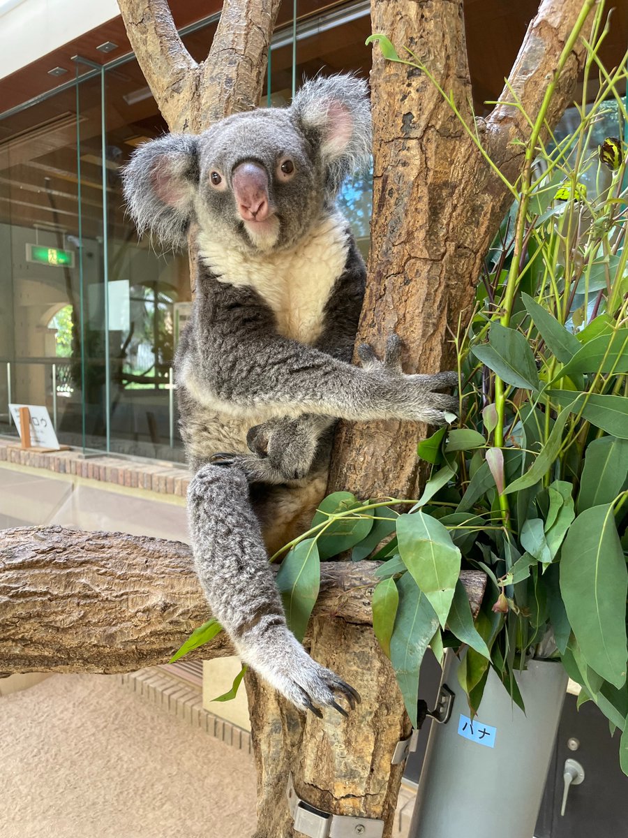 神戸市立王子動物園(公式) on X: 神戸市立王子動物園(公式) on X: