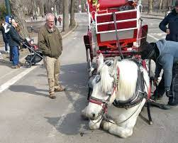 Some of the largest cities on the Planet still allow Horse Drawn carriages to operate in all weather, without weight limits & in heavy traffic.  Horses can dehydrate, be spooked by traffic noises or just too bloody tired to continue.  #GiveItARest