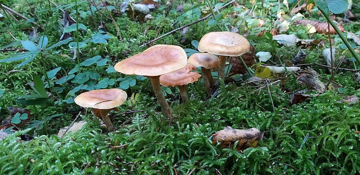 Barbaboe's tweet photo. #mushrooms #mushroomtwitter
#fungi #NaturePhotography
#Hexenring
!B https://t.co/enjIsmL8pc