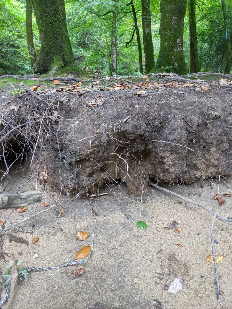 SoilVoices's tweet photo. A whacking great chunky slab of #soil betwixt the sandy edge of the #riverdart and the #woods. #Dartmoor #SharrahPool #woodlandwalk #wildswimming https://t.co/j9evJ3mHnq