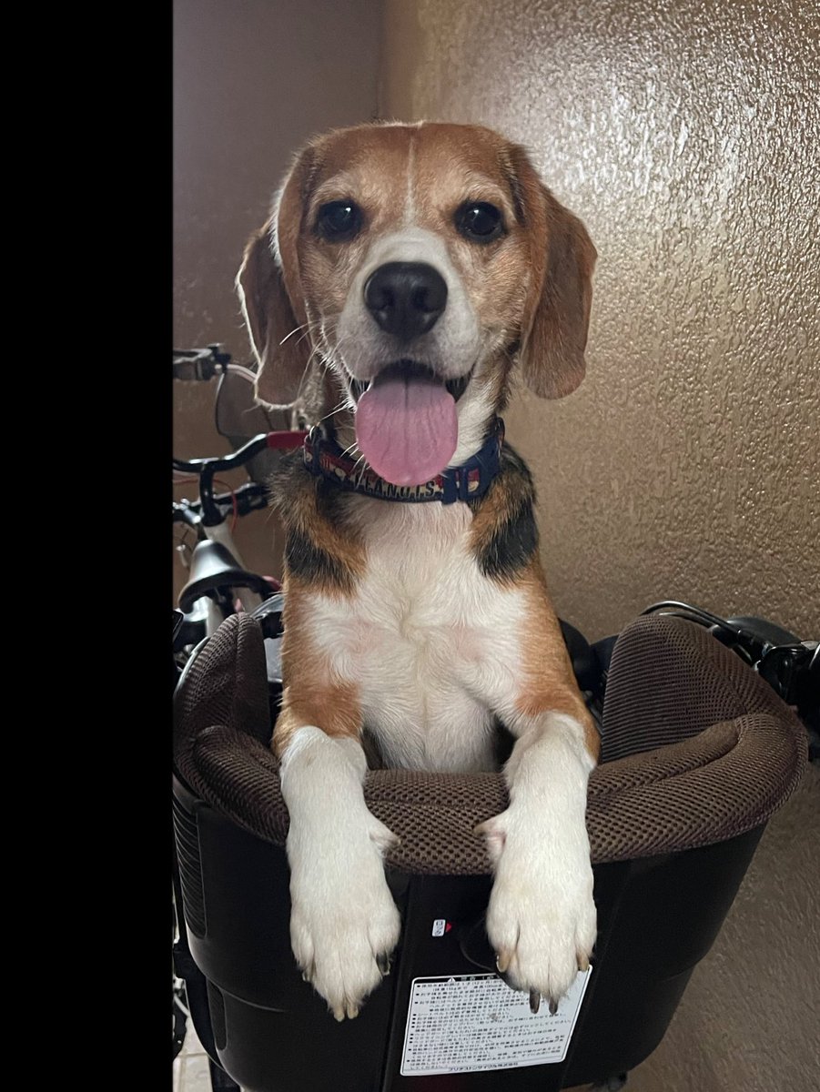 ネモ＆レオ tweet media