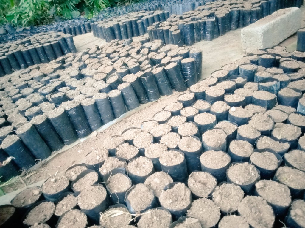 KwanzaCocoa's tweet photo. We're getting ready for planting season this week (planting season January - March)
Want to join our outgrowers community? Feel free to DM us for more information.
#cocoainmalawi #cocoacommunity #cocoafarmers #cocoa https://t.co/8smmNVTdVg