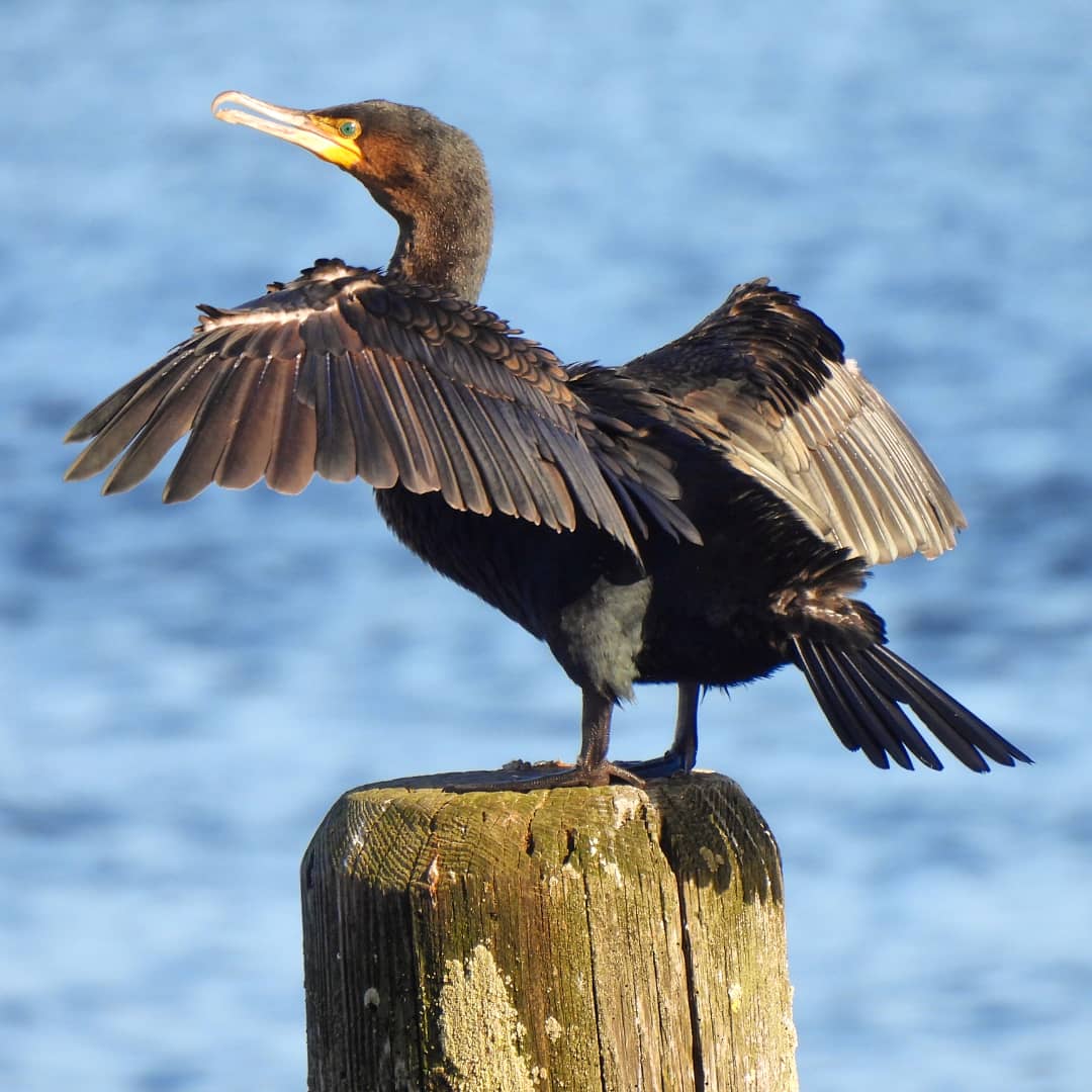 linz14865's tweet photo. #Cormorant drying his wings. #tweedmouth.
@Natures_Voice #TwitterNatureCommunity https://t.co/dPqO1DsXkj
