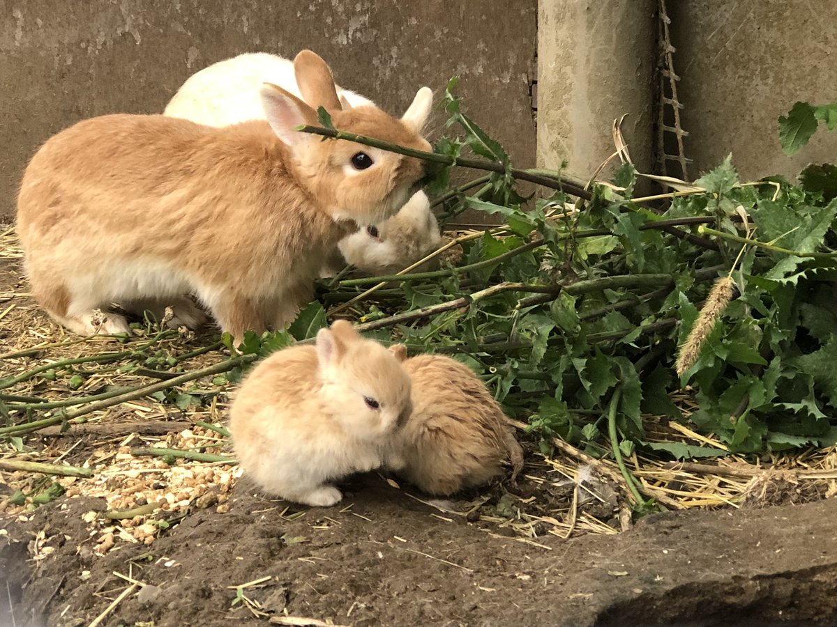 かわいすぎるウサギのアカチャンが生まれたので名付けて見守っていたら ある日衝撃の事実が判明 コムギチャン 増えてる 2ページ目 Togetter