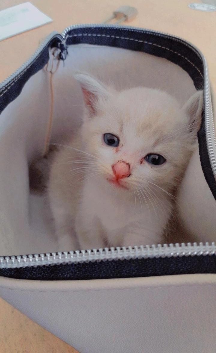 hjvira_'s tweet photo. nemu kucing,,lucu bgtt 😭
dia tdr nya di dlm tempat pencil saking kecil nya dia😭 https://t.co/AeLEzG87sb