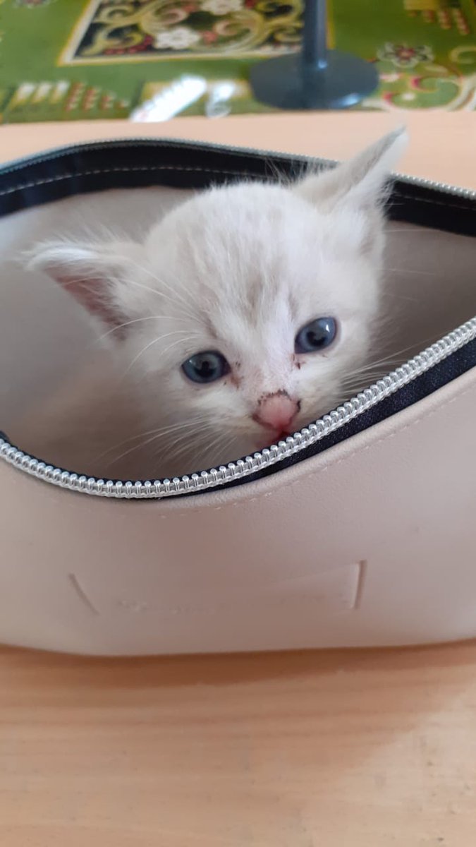 hjvira_'s tweet photo. nemu kucing,,lucu bgtt 😭
dia tdr nya di dlm tempat pencil saking kecil nya dia😭 https://t.co/AeLEzG87sb