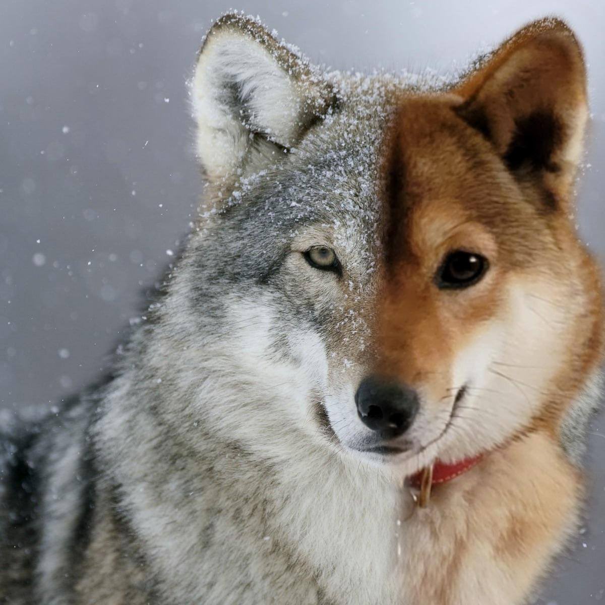 thejessxwolf's tweet photo. Me as a loyal dog coin hodler 😅 #dogearmy #shibainu https://t.co/ZXHEzDAnvK