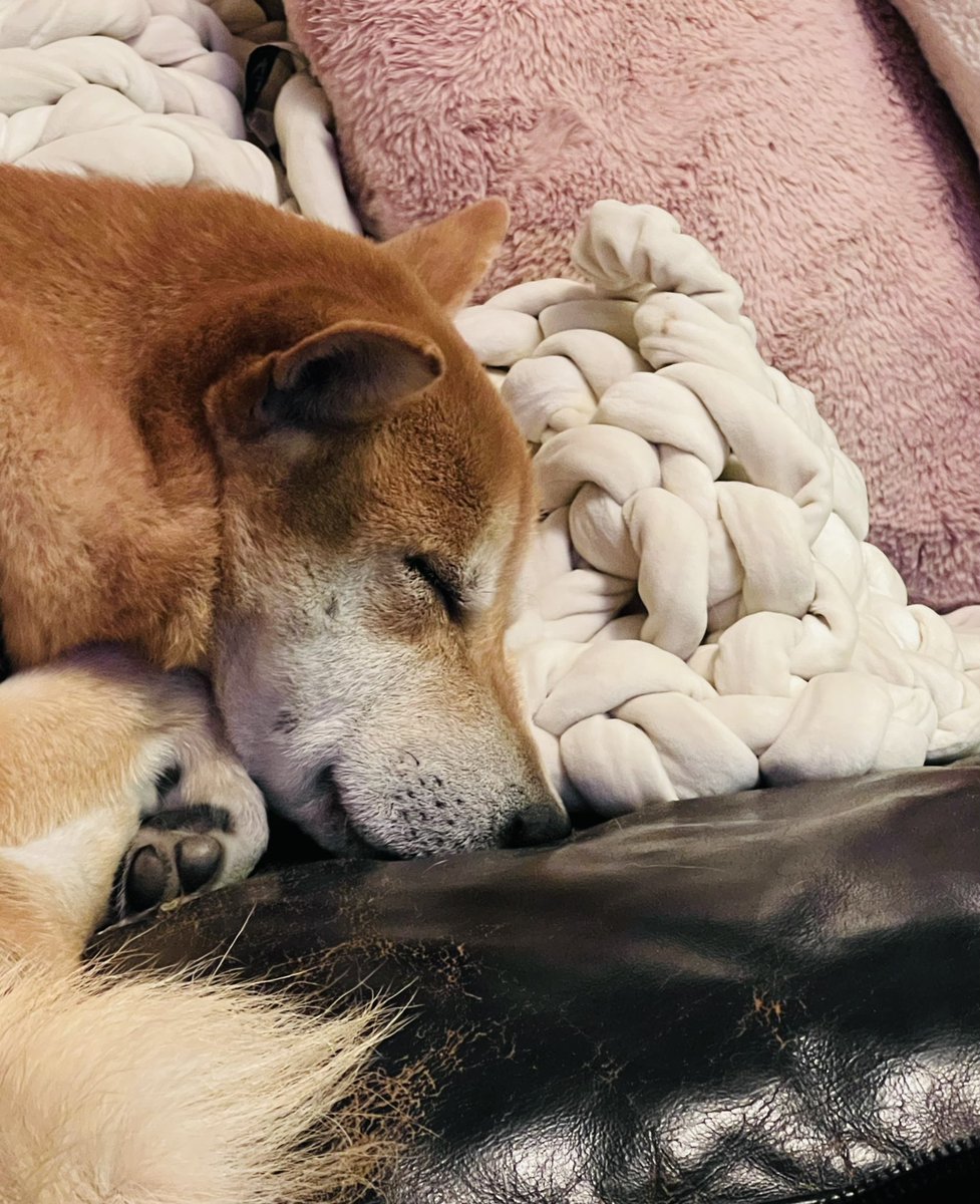sabet's tweet photo. ✨I just took this shot of one of my Shibas and it doesn’t look real! Way too cute! #SHIB #shibainu #nft https://t.co/9Mffwr6i7T