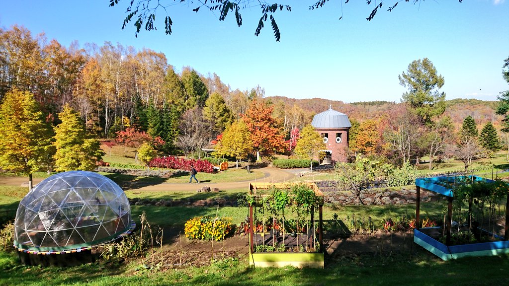 北海道シルバーライダー 滝野すずらん丘陵公園のコキアが 見頃と聞いたので 訪ねて見ました 秋晴れの青空に真っ赤なコキア や ラベンダーと紅葉という 珍しい組合せも見ることができました