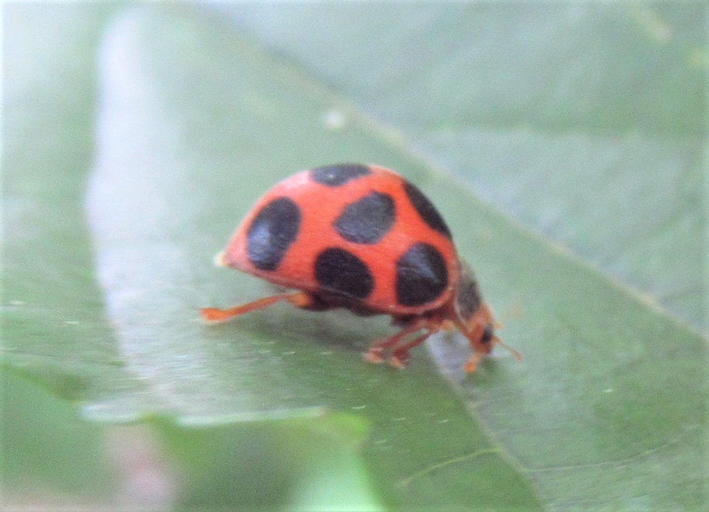 تويتر 都立大泉中央公園 على تويتر ちょうの道のカラスウリに超トゲトゲな謎の生物を発見 毛虫 刺す 毒がある いいえ 実はウリ科植物を食べるトホシテントウの幼虫なんです このトゲトゲ君がこんな可愛いテントウムシになるなんて驚きですね トゲは意外と