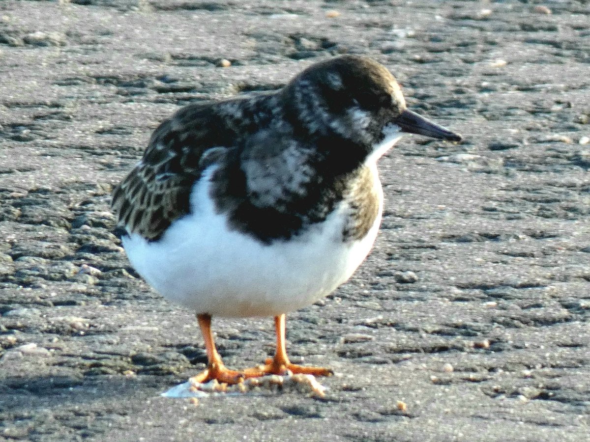 adrian gk edwards tweet media