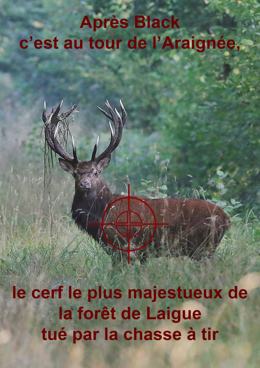CaccContact's tweet photo. La dernière merveille de la Forêt de Laigue (Compiègne) vient de tomber sous les balles des chasseurs pendant le brame ! Il régalait tous les amoureux de la nature ... Les chasseurs le préfèrent en trophée. Lamentable !🦌😥 https://t.co/RTTq9ZHWAF
