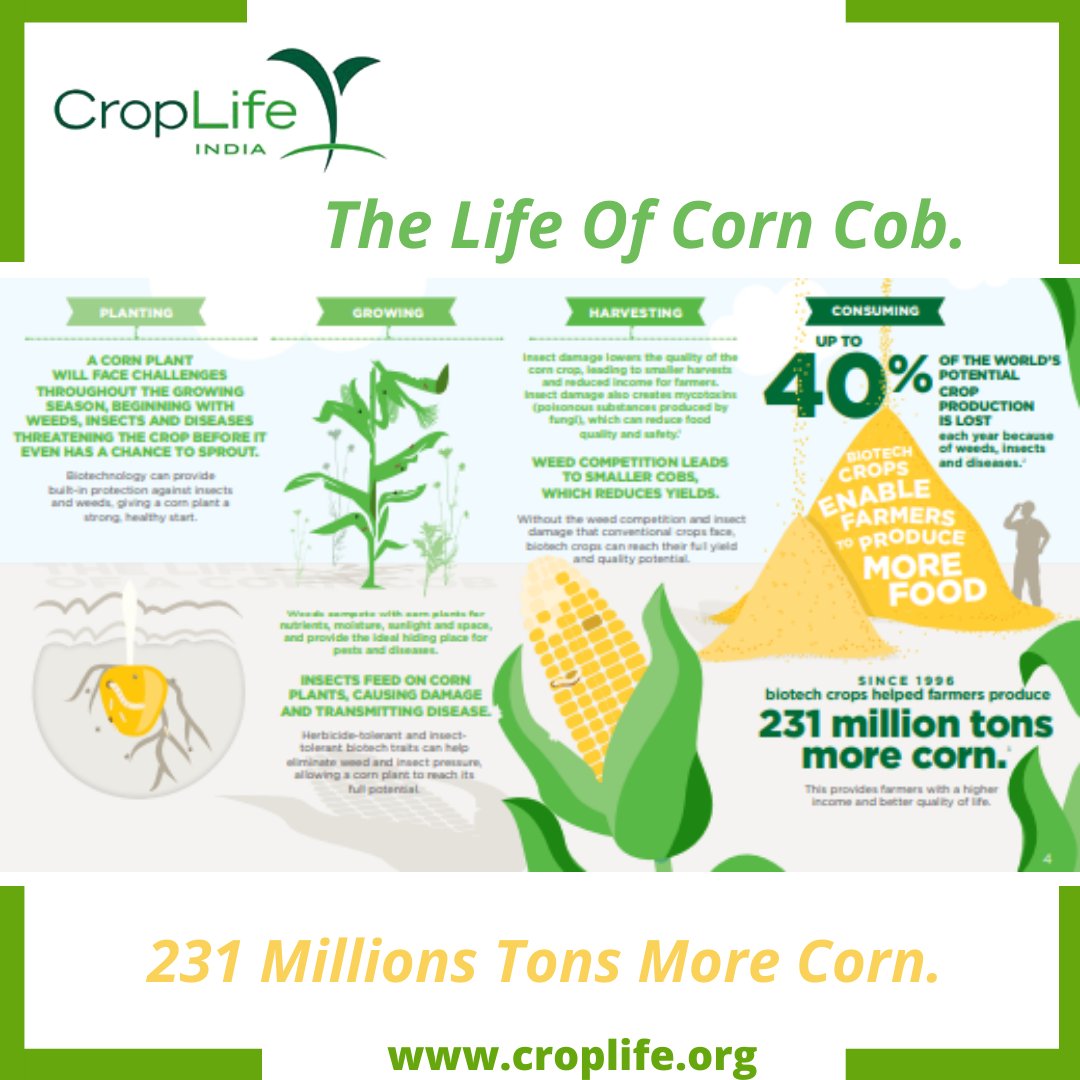 CropLifeIndia's tweet photo. The past 20 years have seen revolutionary biotech innovations that have helped farmers improve their harvests, farm more sustainably and feed the world a more nutritious diet. #croplifeinternational #croplifeasia #Dhanuka_agri #Syngenta #BASF #Bayer #PIINDLTD https://t.co/yP3f60nPqP