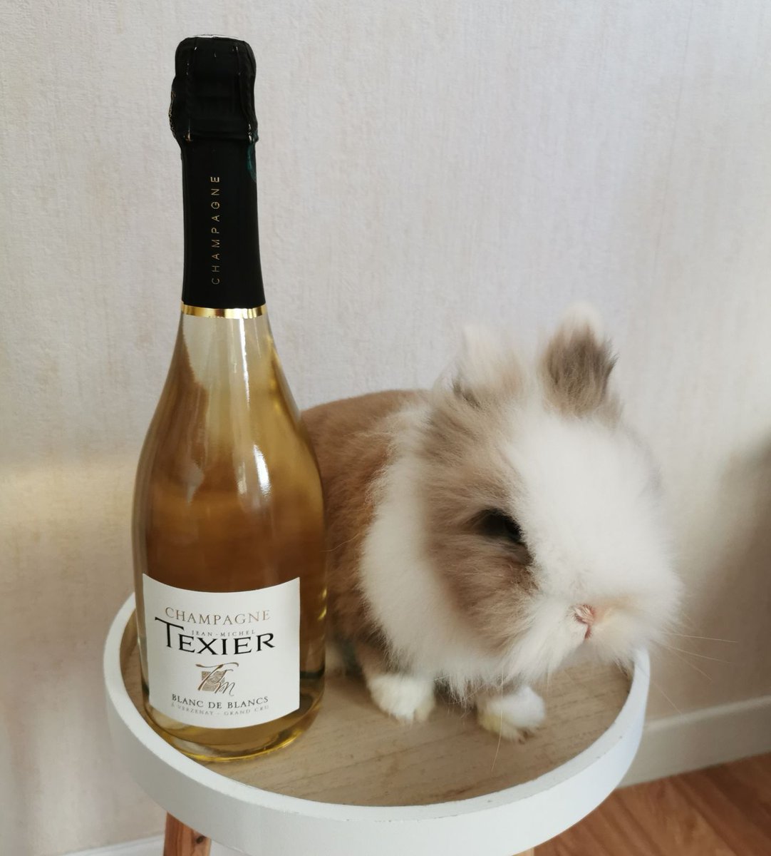 ChampagneTexier's tweet photo. Du haut de ses 10 ans notre Patchou reprend du service et vous présente notre nouvelle Cuvée Blanc de Blancs 🐰 🌟 https://t.co/rNLQL7NFsz