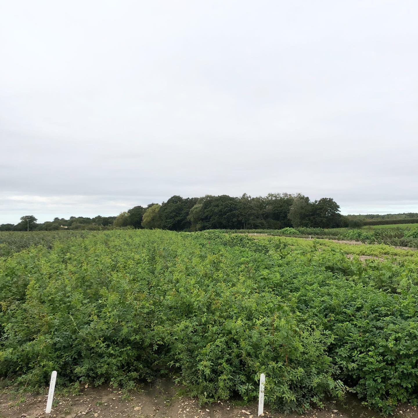 Crowders Nurseries (CrowdersNursery) / Twitter