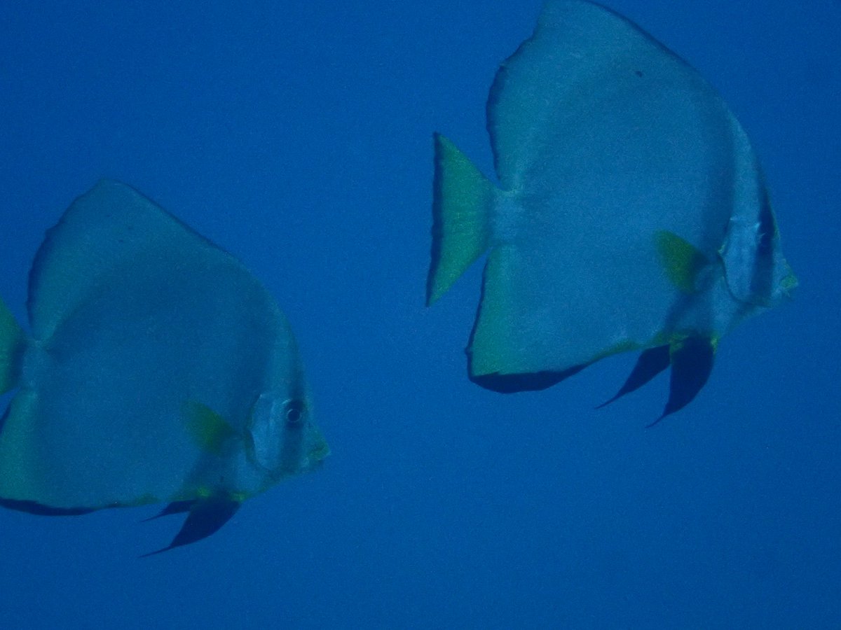 ククリ のtwitter検索結果 Yahoo リアルタイム検索