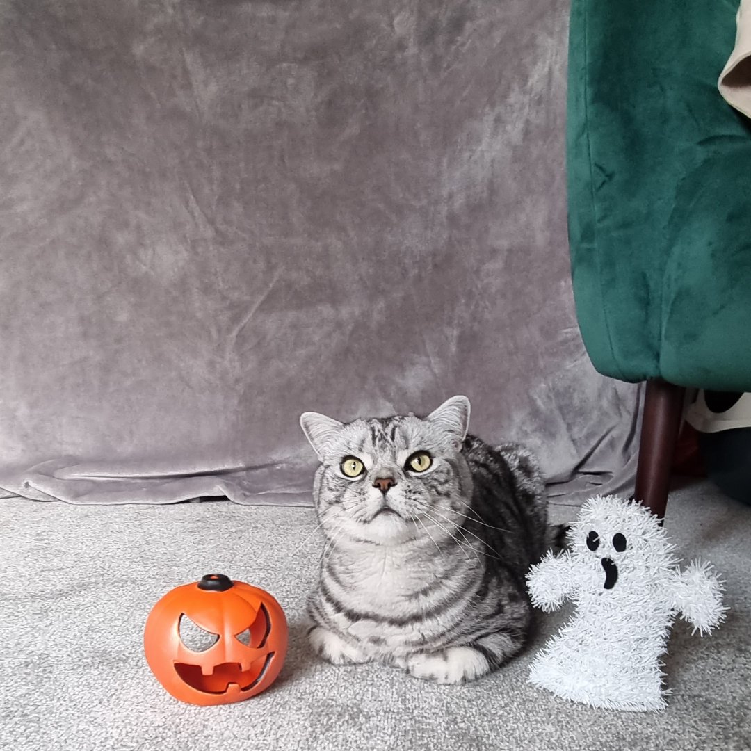 Jess Sewell tweet media