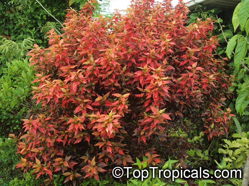 toptropicals's tweet photo. #Acalypha Inferno - Flame Copper Leaf is new hybrid with amazing rainbow of colors - bright red-orange-yellow-peach-green. This shrub provides year-round color in your landscaping in full sun location.

https://t.co/yOKh8NSkRZ
#beautifulfoliage
#ornamentalplants
#MondayMotivation https://t.co/ea0HWuWc4l