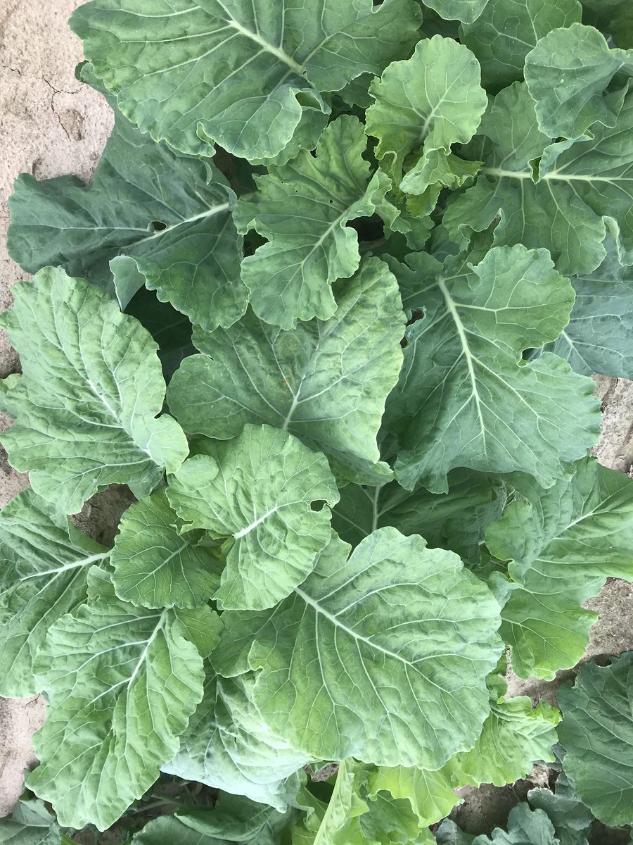 danielwellons's tweet photo. Is that time of the year! We have kale, sweet corn and cabbage collards for sale. Picked fresh for each order. Give me a call and I’ll hook you up! 919-915-2985 #knowyourfarmer #jocogrows https://t.co/n6qdmookQG