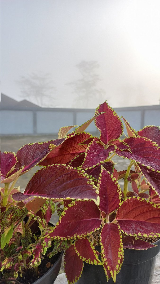 _nuchan's tweet photo. It's a foggy morning.. https://t.co/XYyWPHcu4R