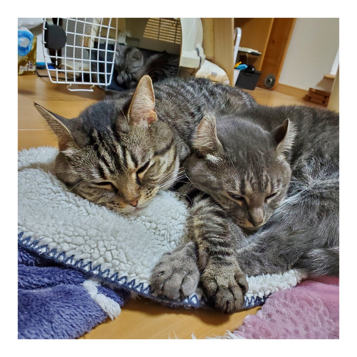 mooshaofficial's tweet photo. 仲良くお休みタイム😴
#MooSha #猫 #RT #ペット #猫好き #猫のいる暮らし #猫好きさんと繋がりたい #猫写真 #cats #pets https://t.co/UVNF02yCpr