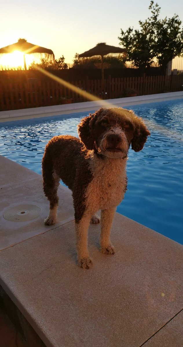 Estos peques mix de aguas buscan hogar responsable donde recibir mucho amor, la peque del centro es hembra, los otros dos machos. (La madre podéis verla en la última foto, desconocemos quién es el padre) Se encuentran en Cabra, Córdoba.
