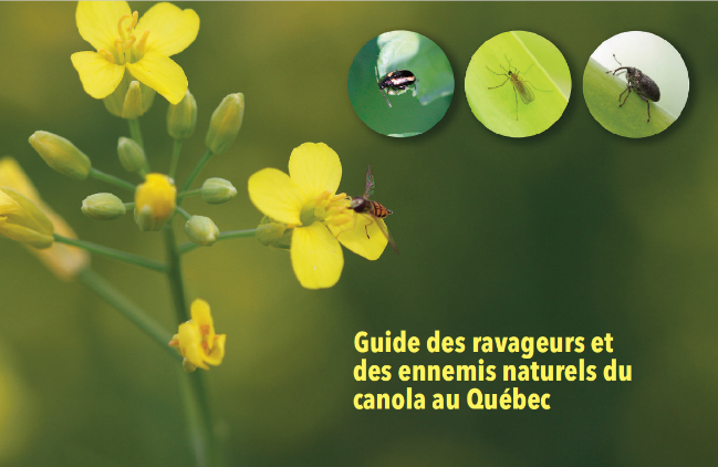 NOUVEAUTÉ | Guide sur les ravageurs et les ennemis naturels du canola au Québec. Gratuit, disponible en version papier auprès du <a href="/cerom2017/">CÉROM</a> et en version numérique
agrireseau.net/rap/documents/…