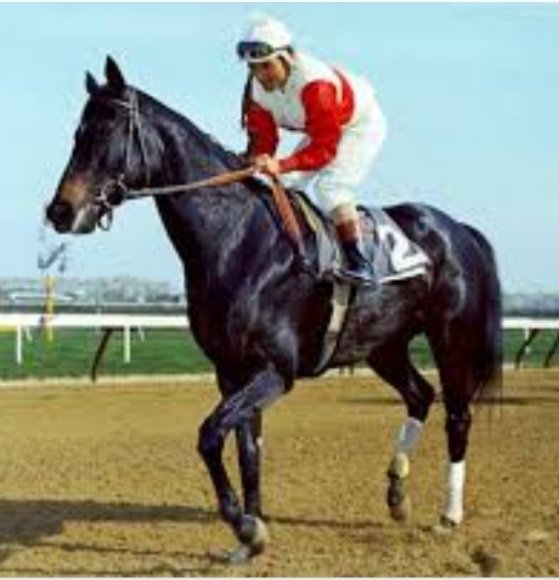 #Hipismo PURA SANGRE 
(13) HABILIDAD CORREDORA : 
La apariencia física de un Caballo de Carrera es un buen indicador de su genética,  pero su Habilidad Corredora  no es gobernada por las ciencias.