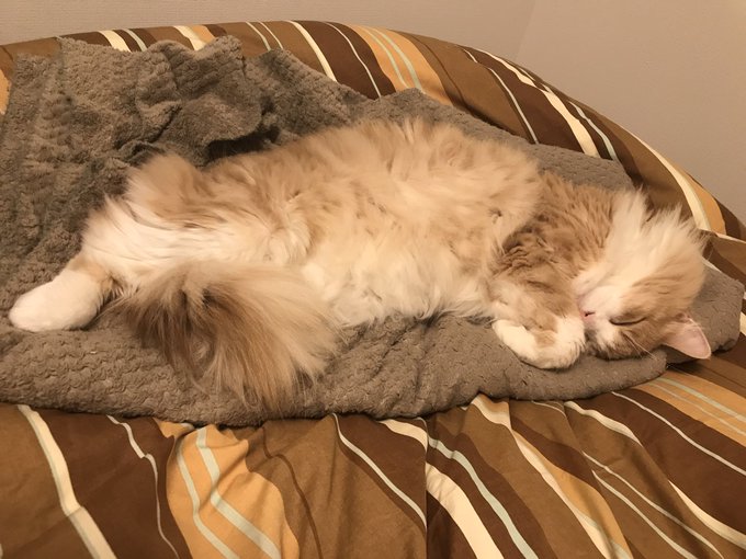 これは出されたばかりの人間用の毛布を満喫する猫 