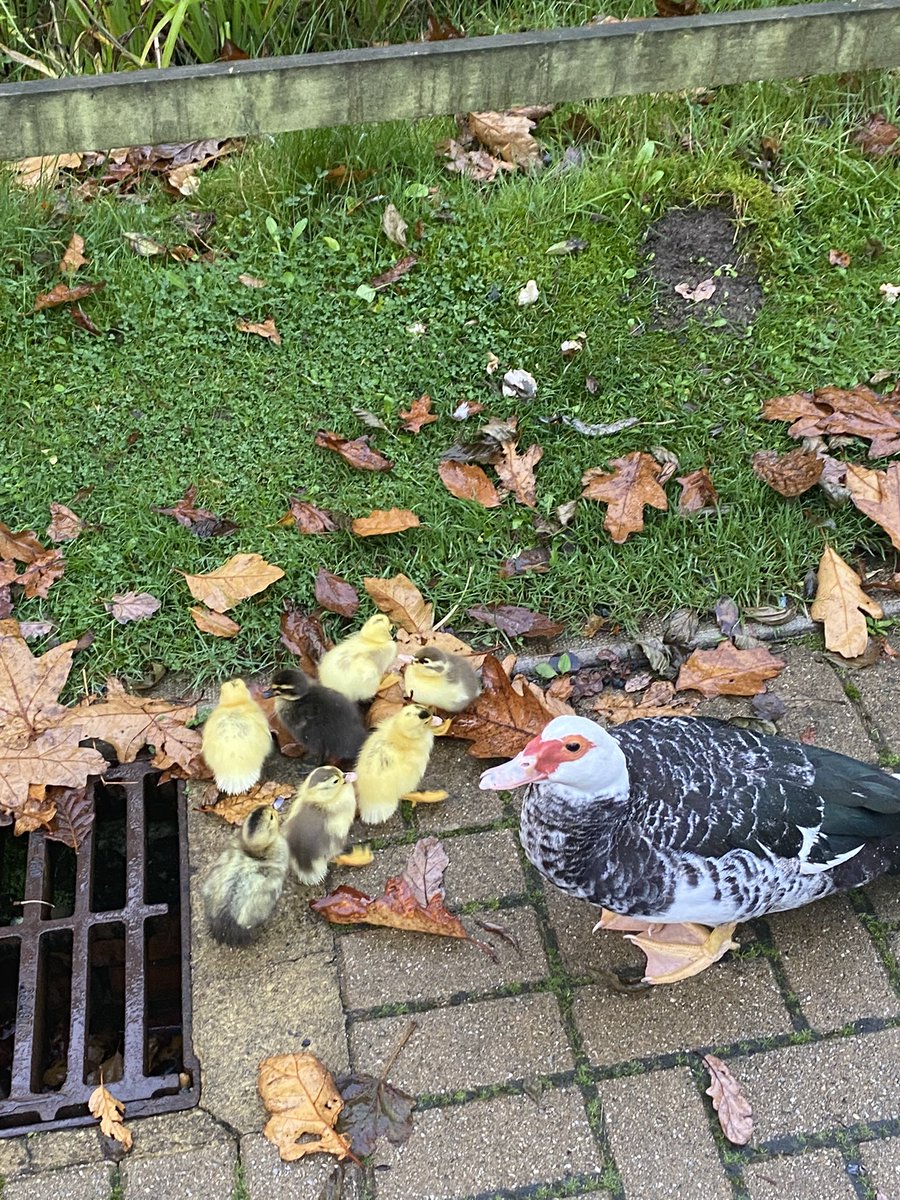 MaddieTraxton's tweet photo. Congratulations Daff🦆🎉welcoming our 7 new little adorable duckies to the WBC family🐥☺️ #Congratulations #ducklings #Welcome #WBCC #Ournewteammembers #Diamondresorts https://t.co/q6LkhLiLIk