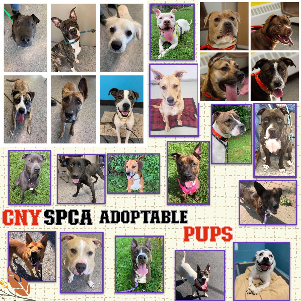 CNY_SPCA's tweet photo. Top of #MondayMorning to you! Our #AdoptablePups are sending you the best #MondayVibes! Have a great week! If you’re looking to adopt a pup, check them out at: https://t.co/D6KwQ94dUb https://t.co/CSynFXFT61
