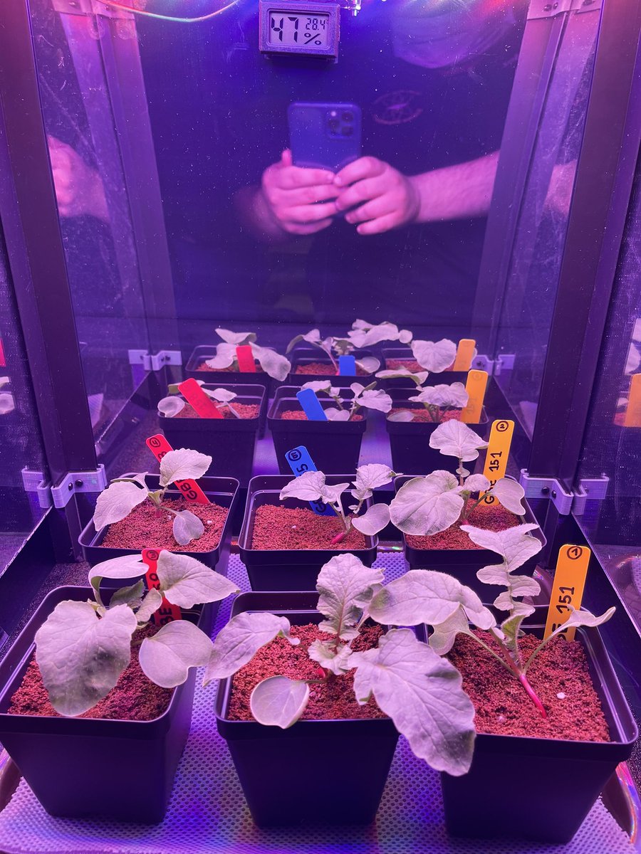 MHS-stings (@stings_mhs) on Twitter photo Started the first data collection measuring width, depth, and height of our radish varieties for <a href="/GrowBeyondEarth/">Growing Beyond EarthⓇ</a> @FairchdChallnge last week. They are growing nice and healthy! 🌱 Started the first data collection measuring width, depth, and height of our radish varieties for <a href="/GrowBeyondEarth/">Growing Beyond EarthⓇ</a> @FairchdChallnge last week. They are growing nice and healthy! 🌱