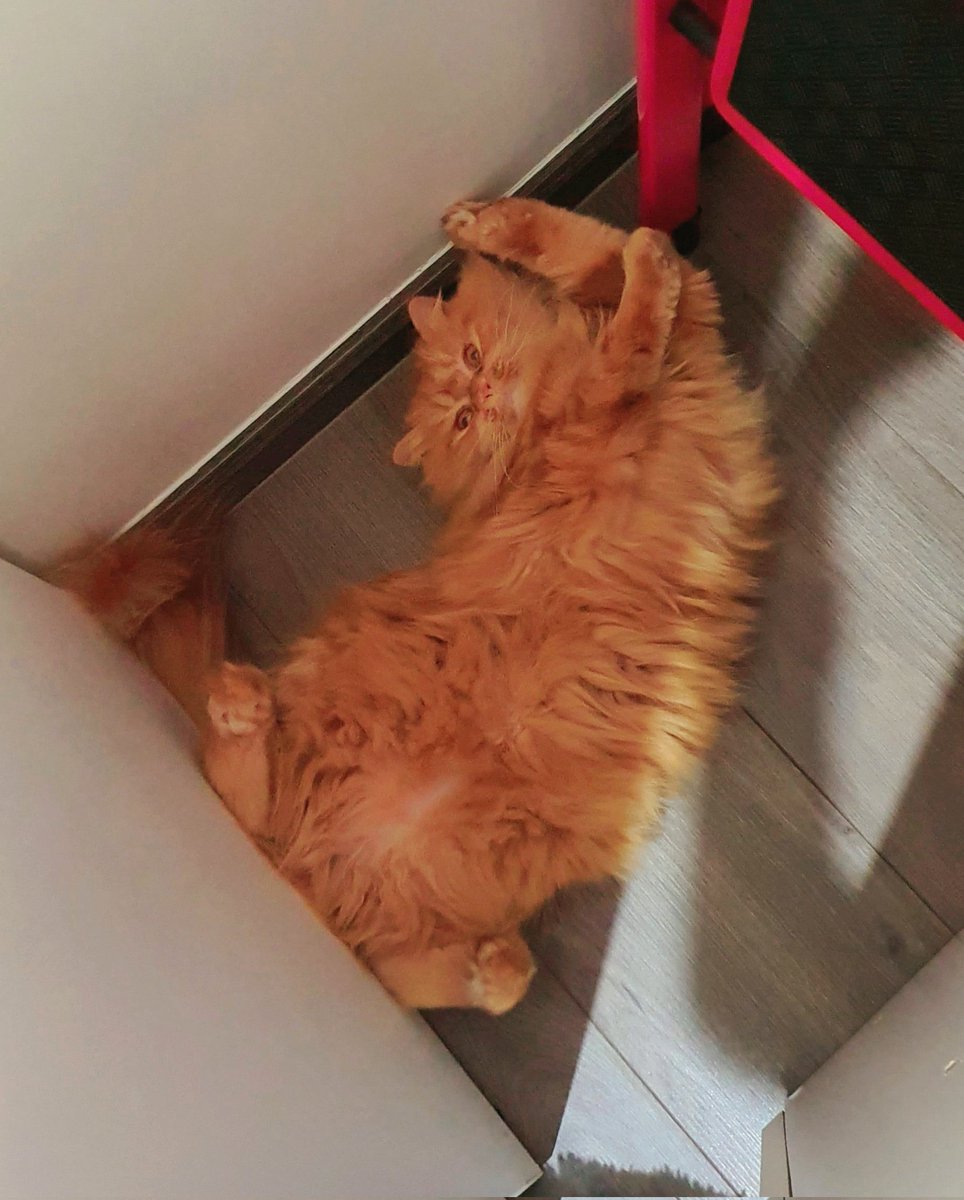 Dark_Farewell's tweet photo. TABI Day 408
NARI Day 303
25.10.2021
Tabi's IG : tabijourney91
Tabi's FB page : Tabi Journey : Tabi The Tabby Cat
#harlequincat #creamcat #creamharlequin #beigecat
#TabiJourney #TabiTheTabbyCat #TabiTabby #TabiTheOrangeTabbyCat #cat #gingercat #gingertabby #gingertabbycat https://t.co/eXRvzyBXCw