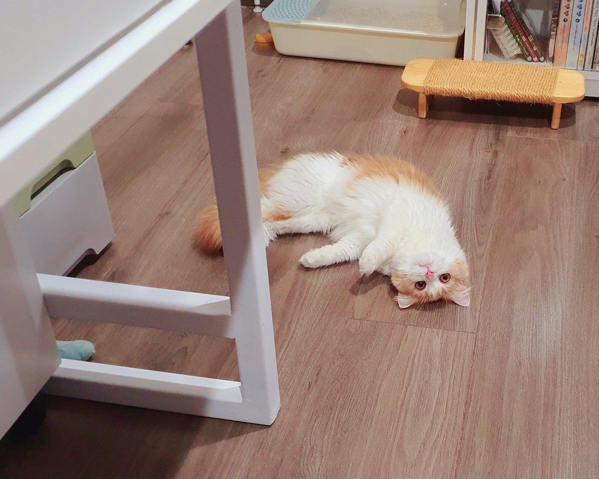Dark_Farewell's tweet photo. TABI Day 408
NARI Day 303
25.10.2021
Tabi's IG : tabijourney91
Tabi's FB page : Tabi Journey : Tabi The Tabby Cat
#harlequincat #creamcat #creamharlequin #beigecat
#TabiJourney #TabiTheTabbyCat #TabiTabby #TabiTheOrangeTabbyCat #cat #gingercat #gingertabby #gingertabbycat https://t.co/eXRvzyBXCw