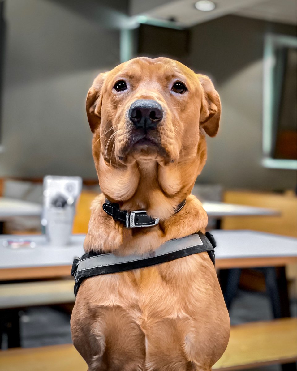 sixdnorthabz's tweet photo. Baz would like to issue his periodic reminder that your four-pawed pals are always welcome to visit us with you 🐾🐶 https://t.co/AqaTtTtOFz