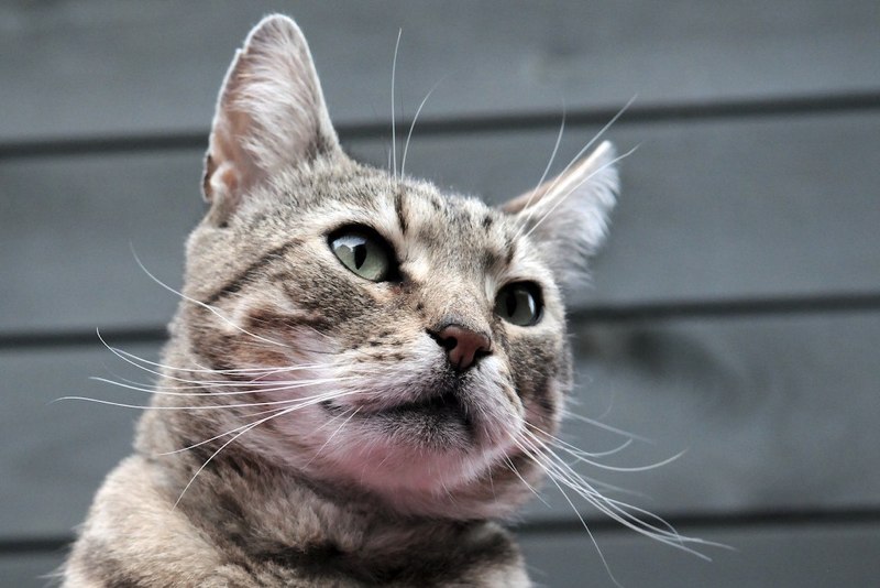 Ralfebot's tweet photo. @misterpaws @UcuYork @USSbriefs @ucu Hello Mister Tom @misterpaws https://t.co/VObU9KC4jG