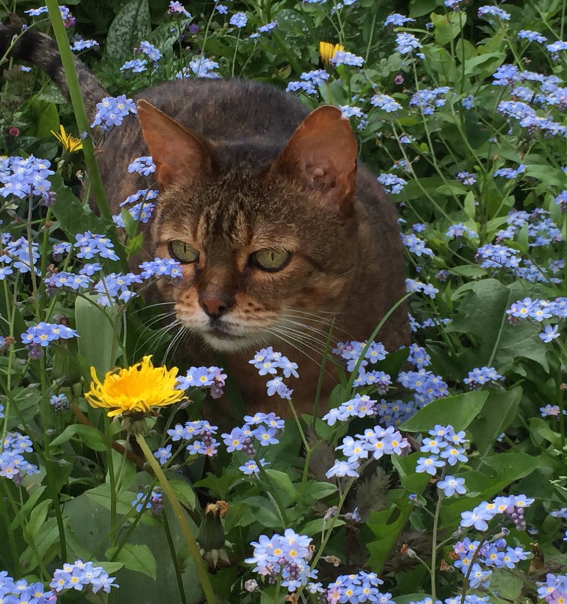 suki always reminded me of my beans - similar looks, size, grumpy old lady personality, and demanding yell. as they were also very close in age and some health aspects, i wondered if they would join each other around the same time… im glad they have each other 🌈🐈‍⬛🐈‍⬛