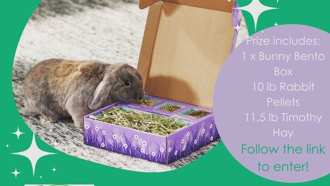 Do you have a pet bunny or rabbit? 

This GIVEAWAY is for you! 🐰
 
Win some luxury snacks for your bunny: gleam.io/udXXO/win-a-lu…

#Giveaways #rabbit #bunny #win