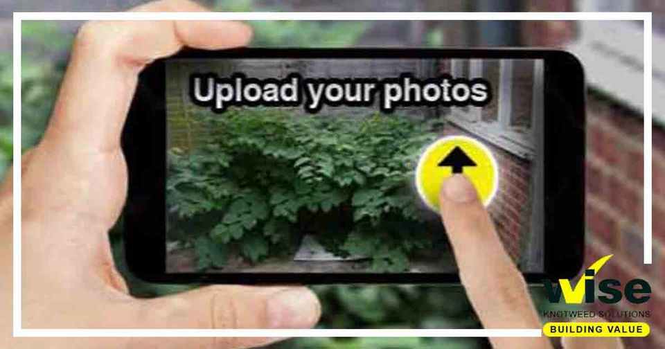 Worried about a suspicious plant on or near your property? Upload your photos to our website today and one of our expert surveyors will let you know if it is #JapaneseKnotweed or any other problematic invasive weed.