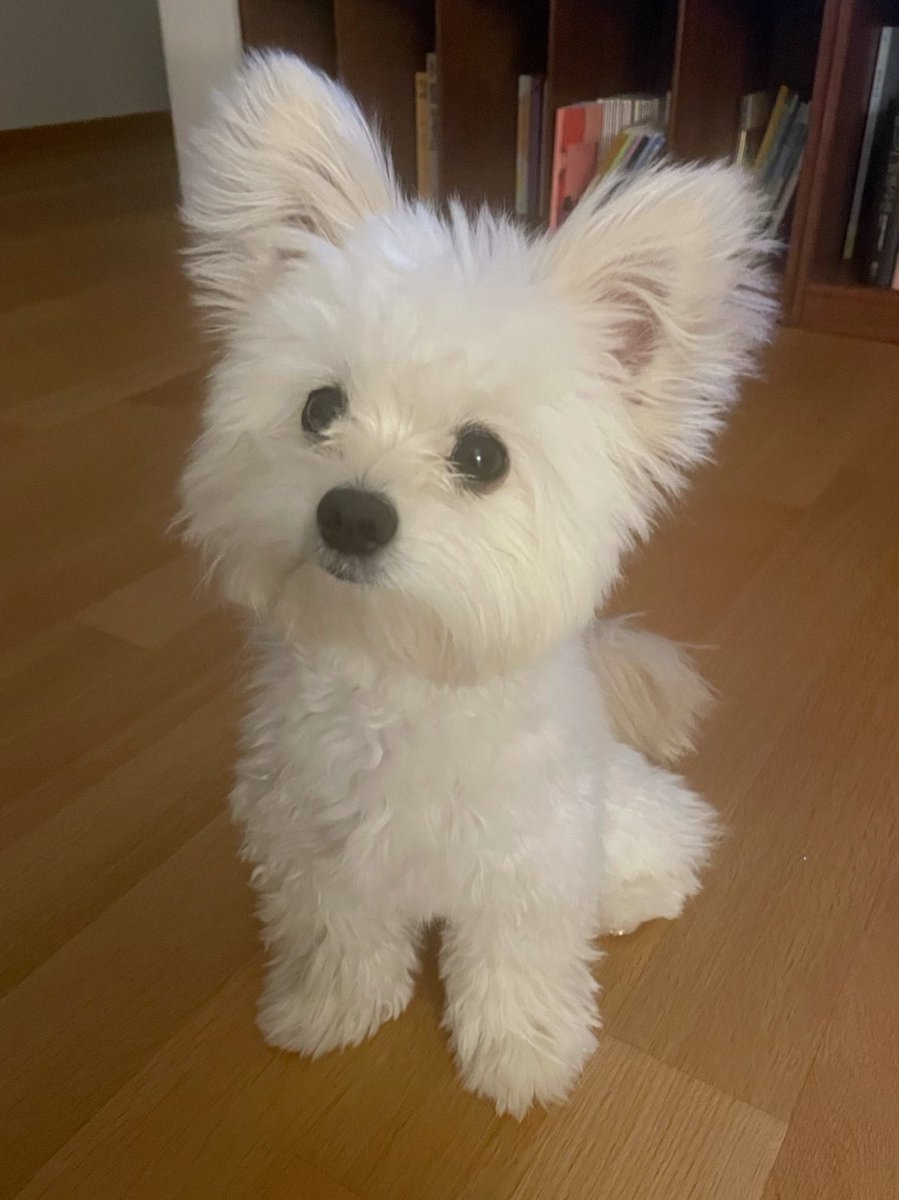 doggybom's tweet photo. “오늘 별일 없었어?”    “그랬구낭.” https://t.co/zdiSeyEjJ7
