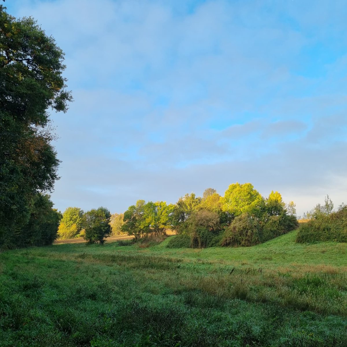 Sunrise, wild figs for breakfast, rows of hazelnut trees and a stunning view, happy Monday people!