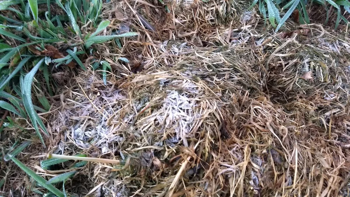 Climaterra's tweet image. S.Joaquim, geada (foto na Climaterra, o vento desmanchou quase tudo, 2,3°C e -3,4°C relva)

-0,2 S.Joaquim/G.H
0,4 Painel/F.K
0,9 urupema/Epagri
1,1 B.Jardim/F.K
1,7 Vargem Bonita/F.K
1,7 Fraiburgo/F.K

Estações padronizadas (governo e particulares)
Coutinho/ Piter Scheuer