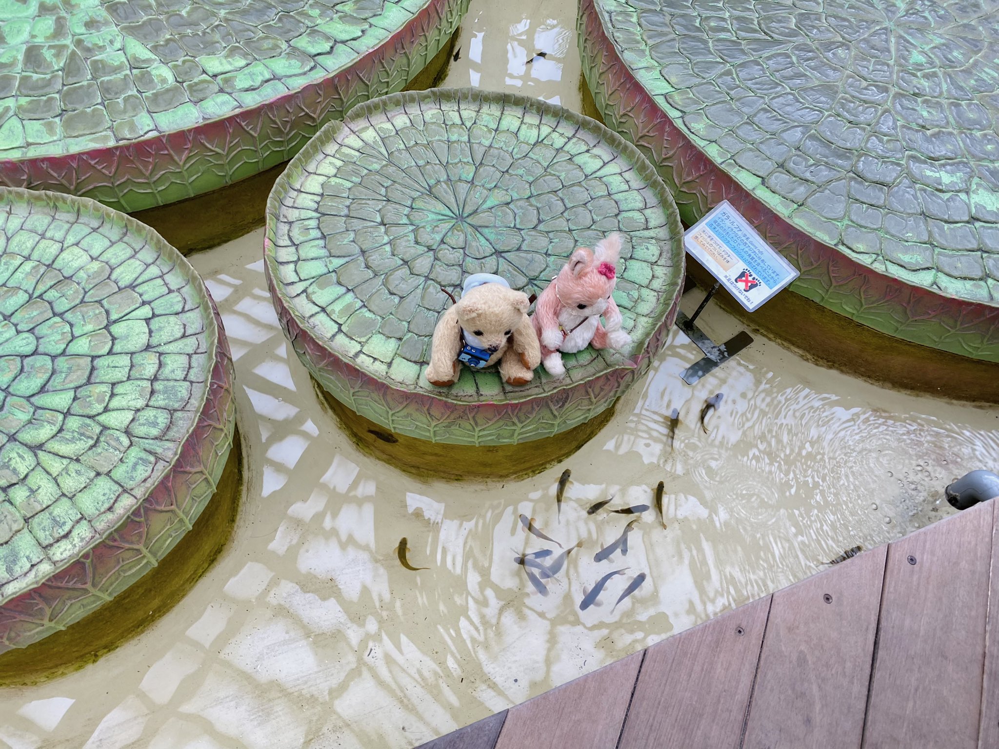 たいへい君 鳥羽水族館 この小さなお魚さんは ドクターフィッシュ 肌の角質を食べてくれるんだって ぬいぐるみは無理かなぁ ぬいぐるみだってキレイになりたい ガラルファ 鳥羽水族館 とばすい 三重 鳥羽 旅するテディベア