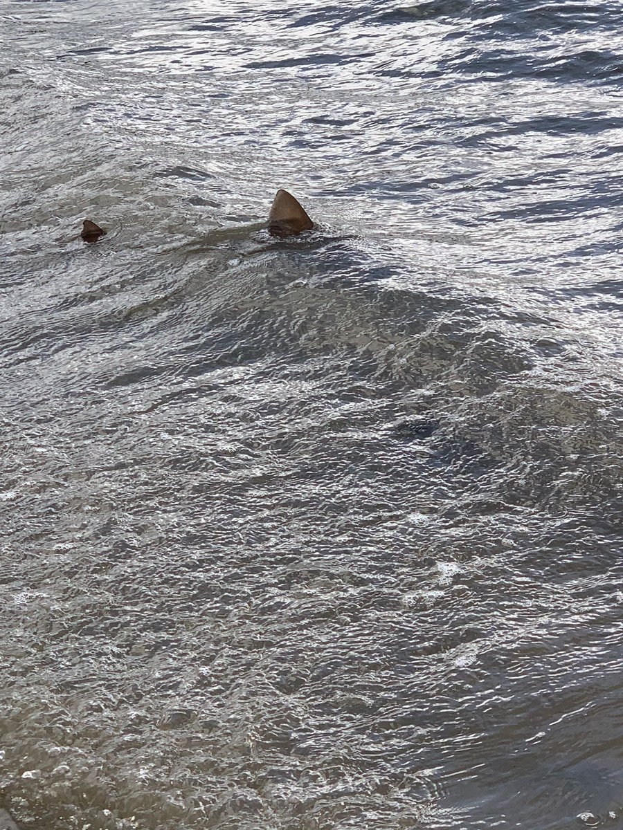 KoruKayaking's tweet photo. And the wildlife sightings just get better! Fin spotted by @BudockVeanHotel guest on the Helford! Is it a shark, dog fish??? It’s pretty awesome! 

#halterm #kayaking #onthewater #staycation #cornwall https://t.co/TtZeqeougW